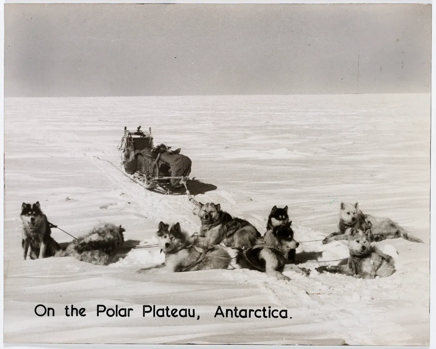 Sled dog team resting on the Polar Plateau, Antarctica, 1950s