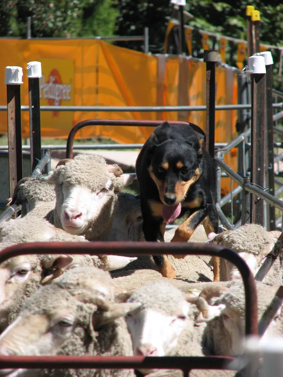 Black and tan Australian Kelpie working sheep in a pen