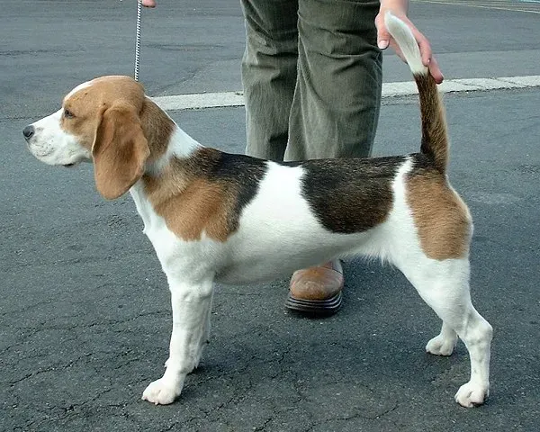 Tricolour Beagle standing, side view