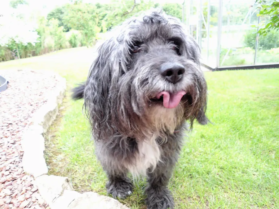 Grey Bearded Collie standing in a yard