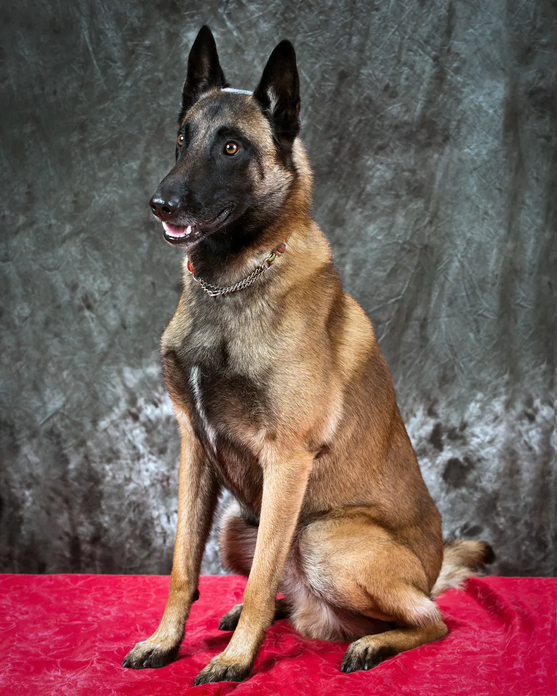 Belgian Malinois sitting