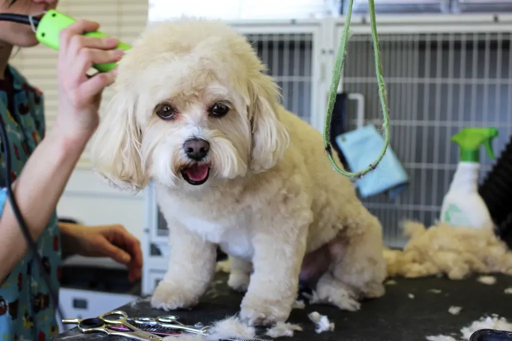 Cream Bichon-type dog mid-groom on a table with scissors nearby