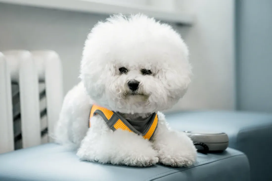 White fluffy Bichon Frisé puppy lying down, head and shoulders