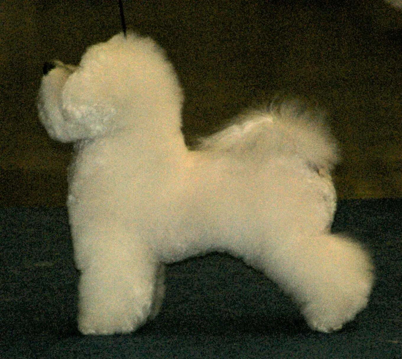Bichon Frisé in side view with a rounded show trim