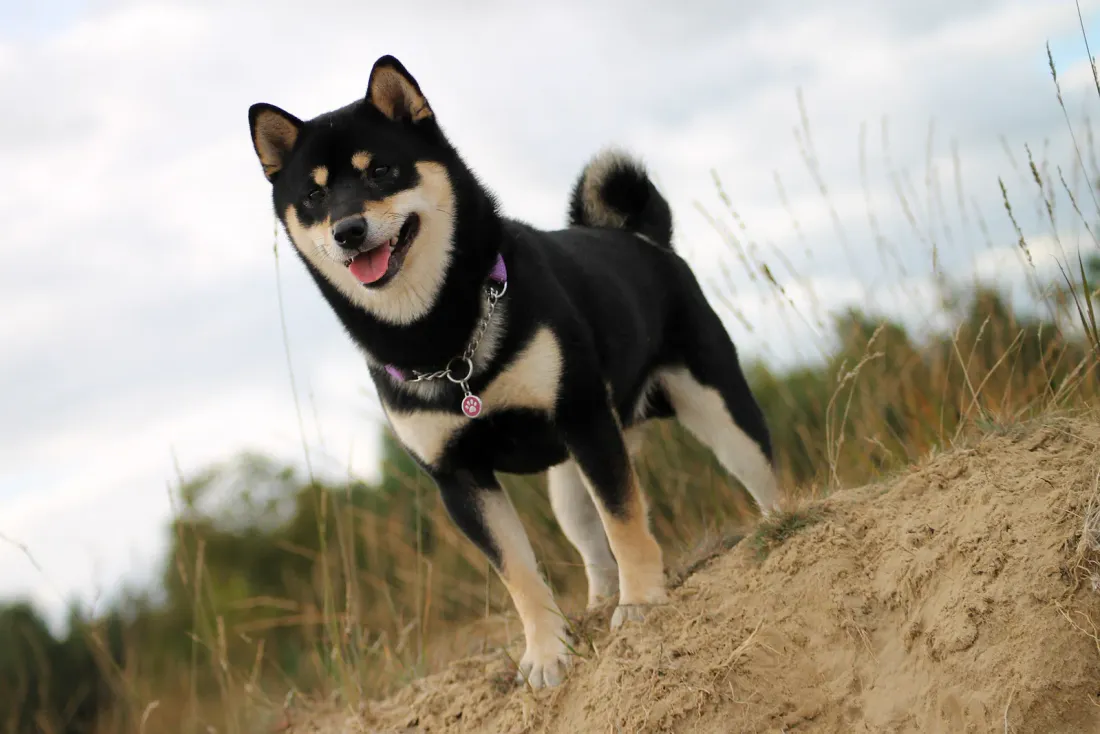 Black and tan Shiba Inu standing in side view on a grassy dune