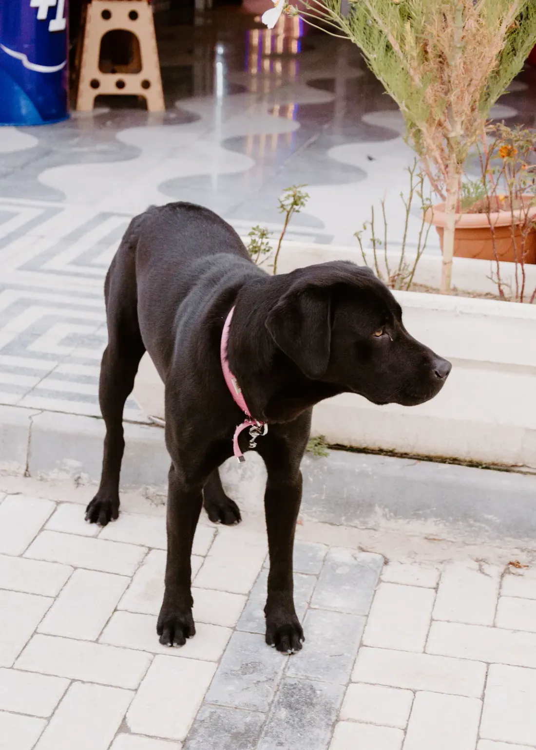 Black Labrador Retriever standing side-on on paving