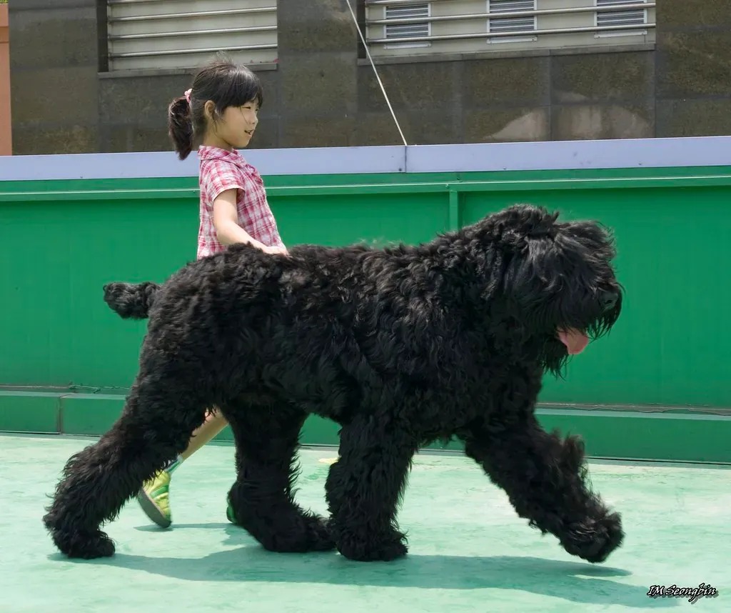 Black Russian Terrier in side view at a dog show, black coat with long hair