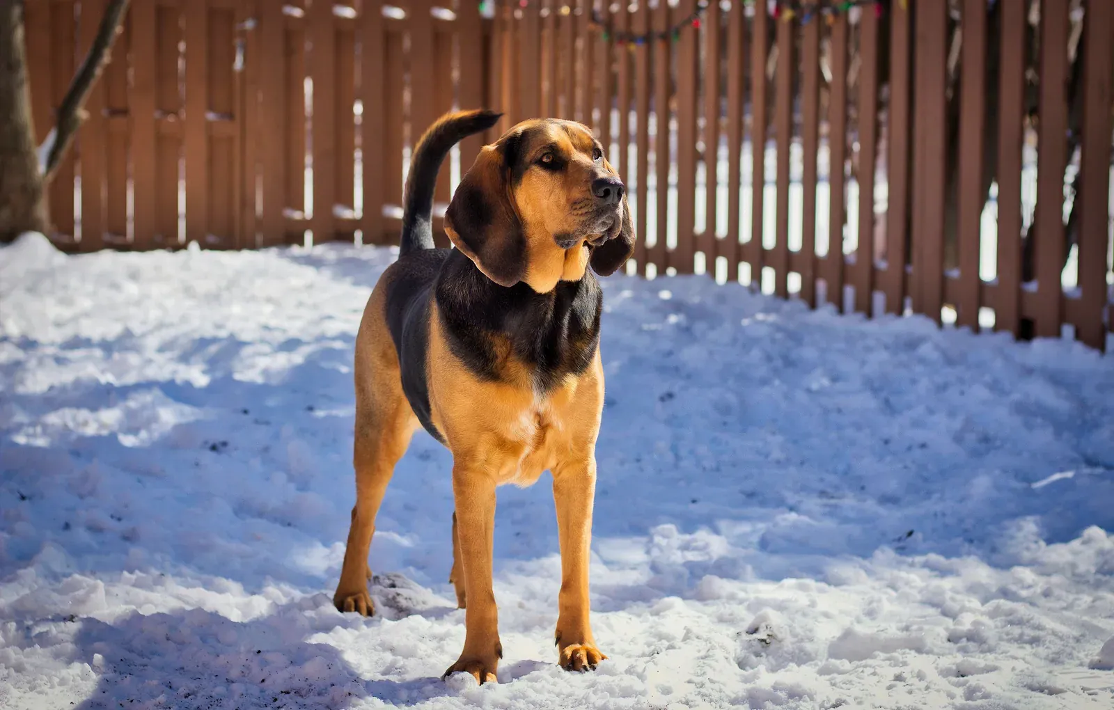 Bloodhound