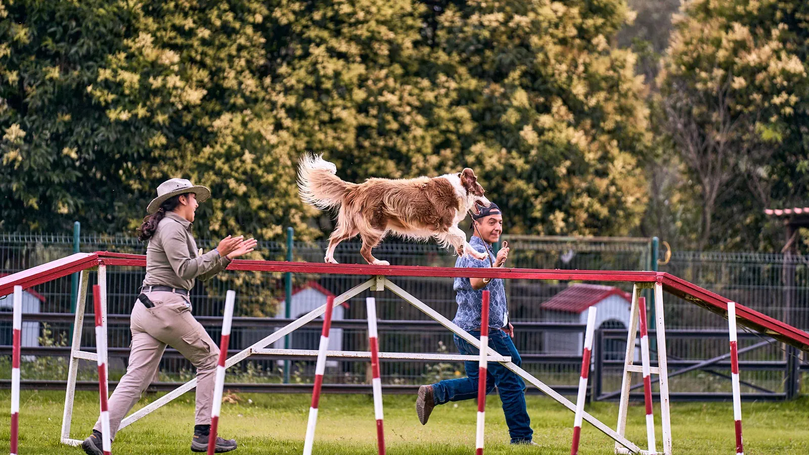 Border Collie clearing a hurdle in agility training