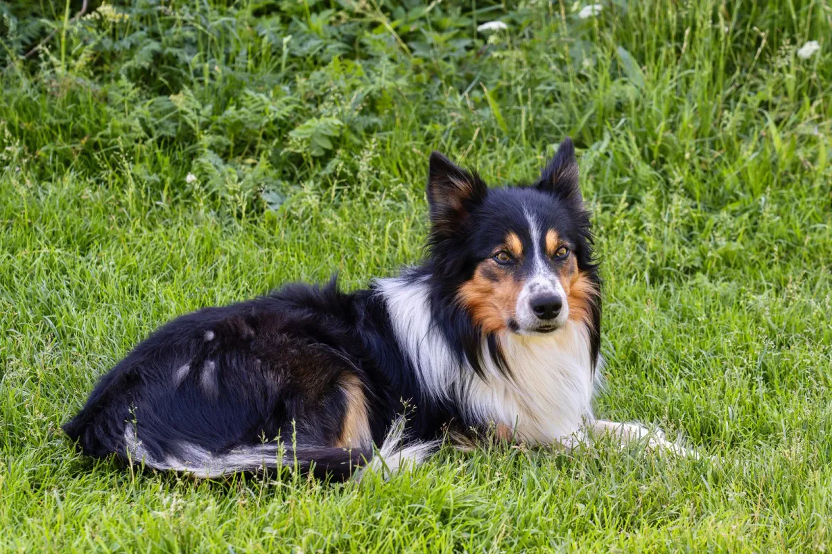 Tricolour Border Collie lying on grass