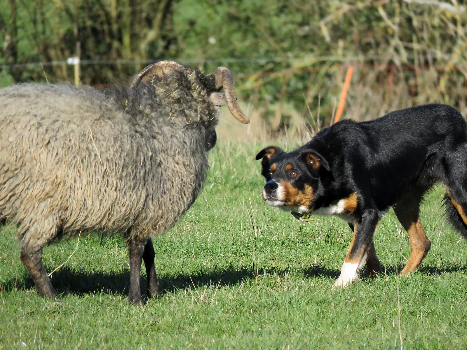 Tricolour Border Collie crouched low, facing down a ram