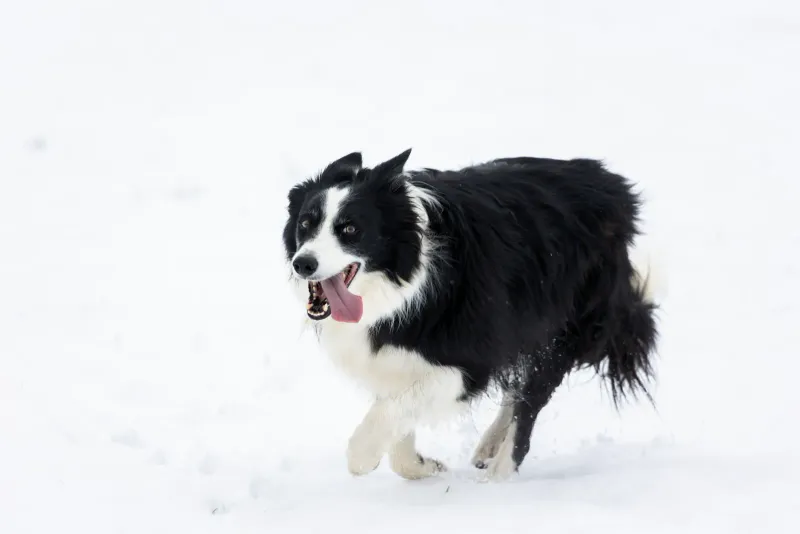 Black and white rough-coated Border Collie running in snow