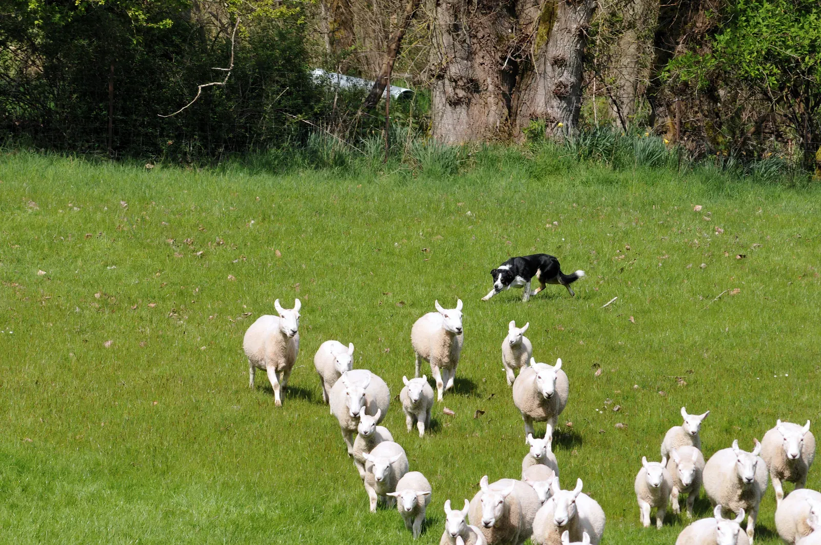 Working Border Collie gathering a flock of ewes and lambs