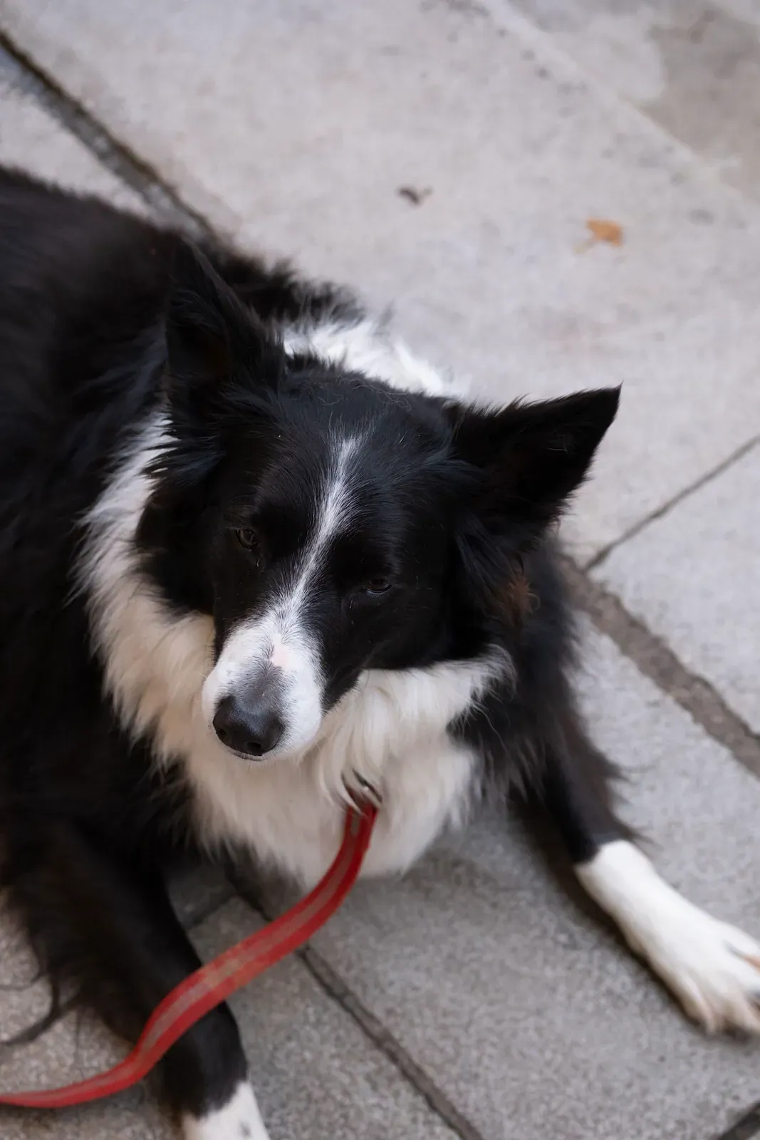 Black and white Border Collie lying calmly on the ground