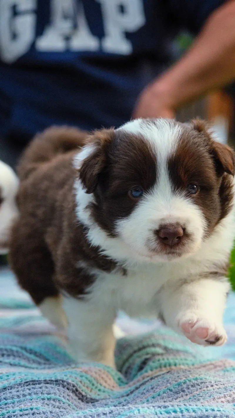 Brown and white Border Collie puppy on a blanket