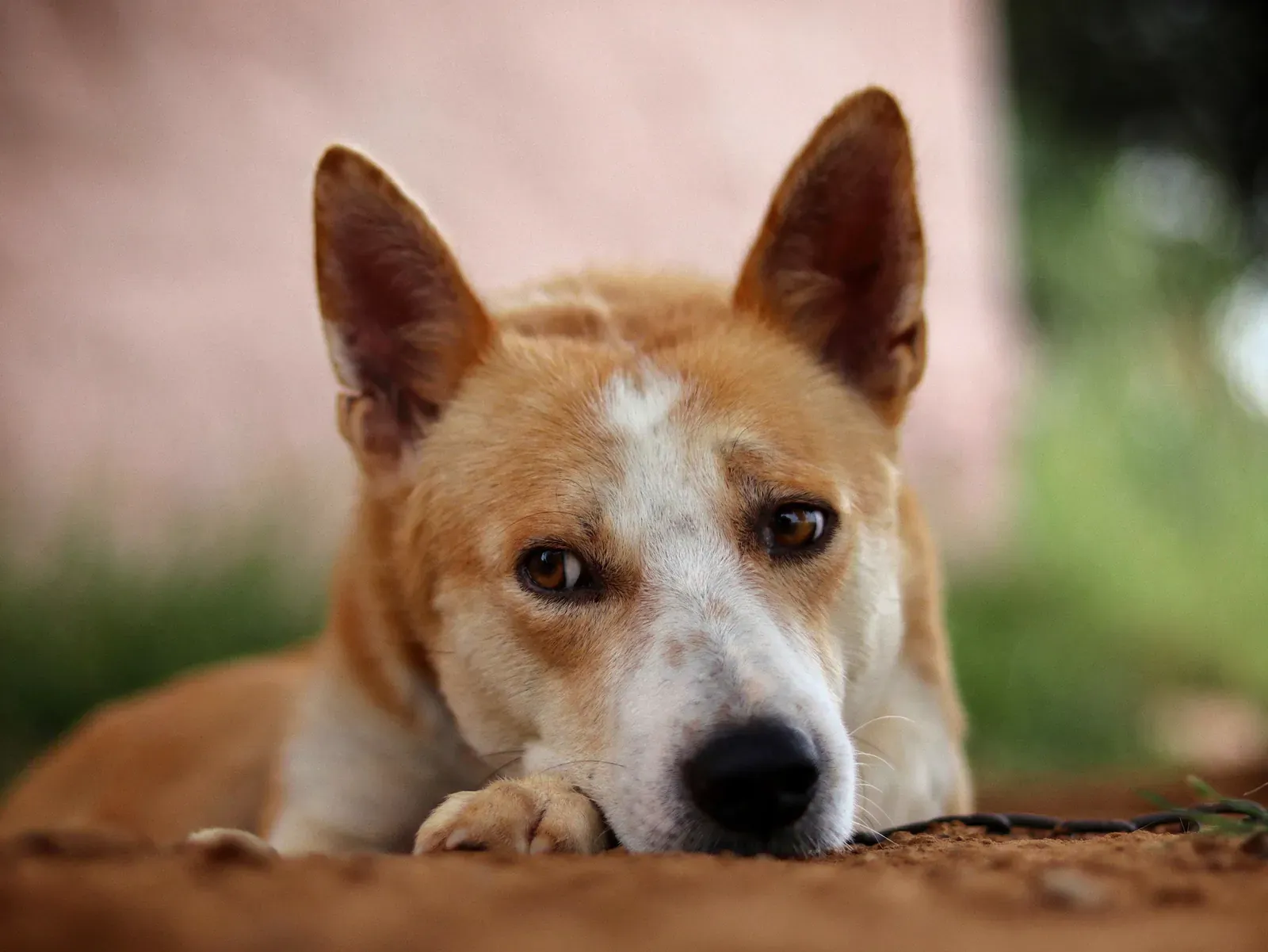 Canaan Dog