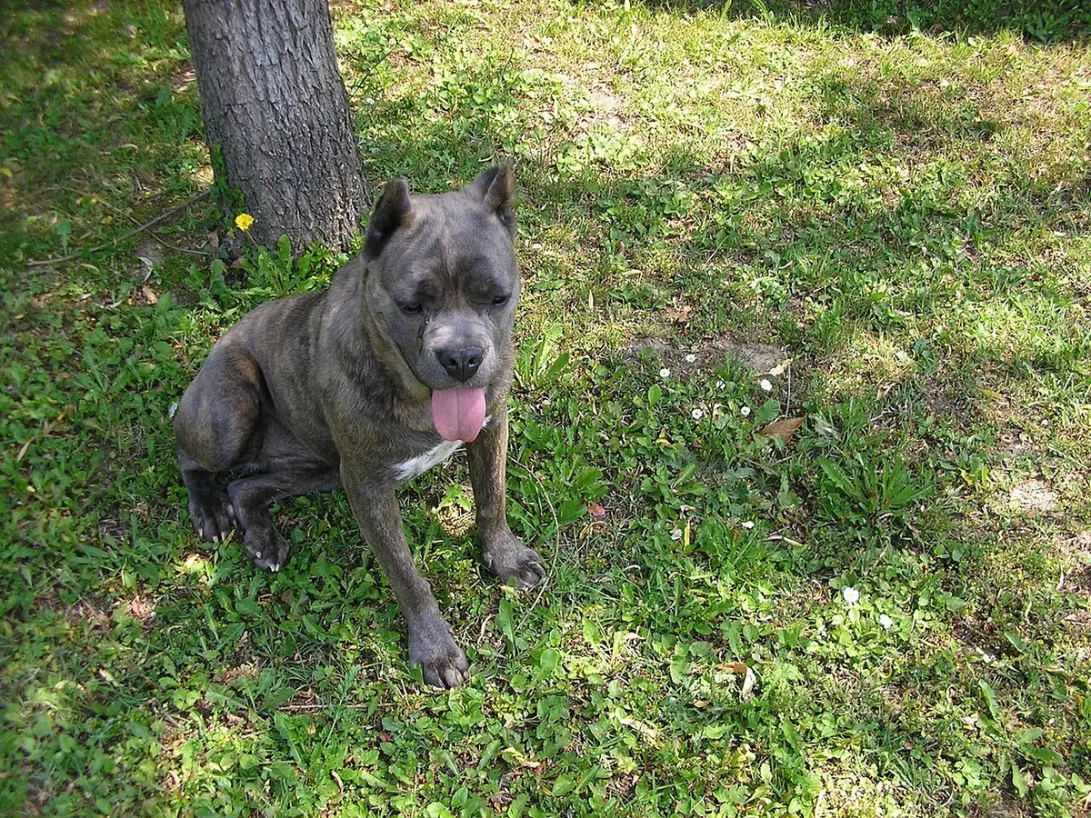Grey Cane Corso sitting on grass