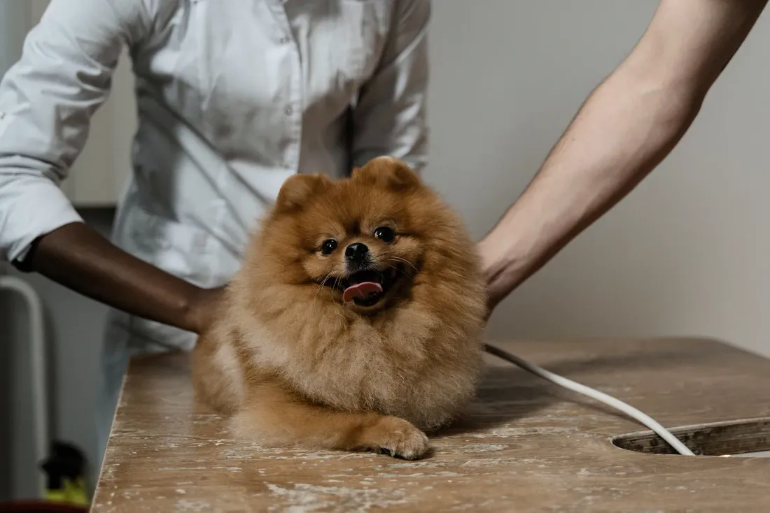 Hands checking the coat of a Pomeranian on an exam table