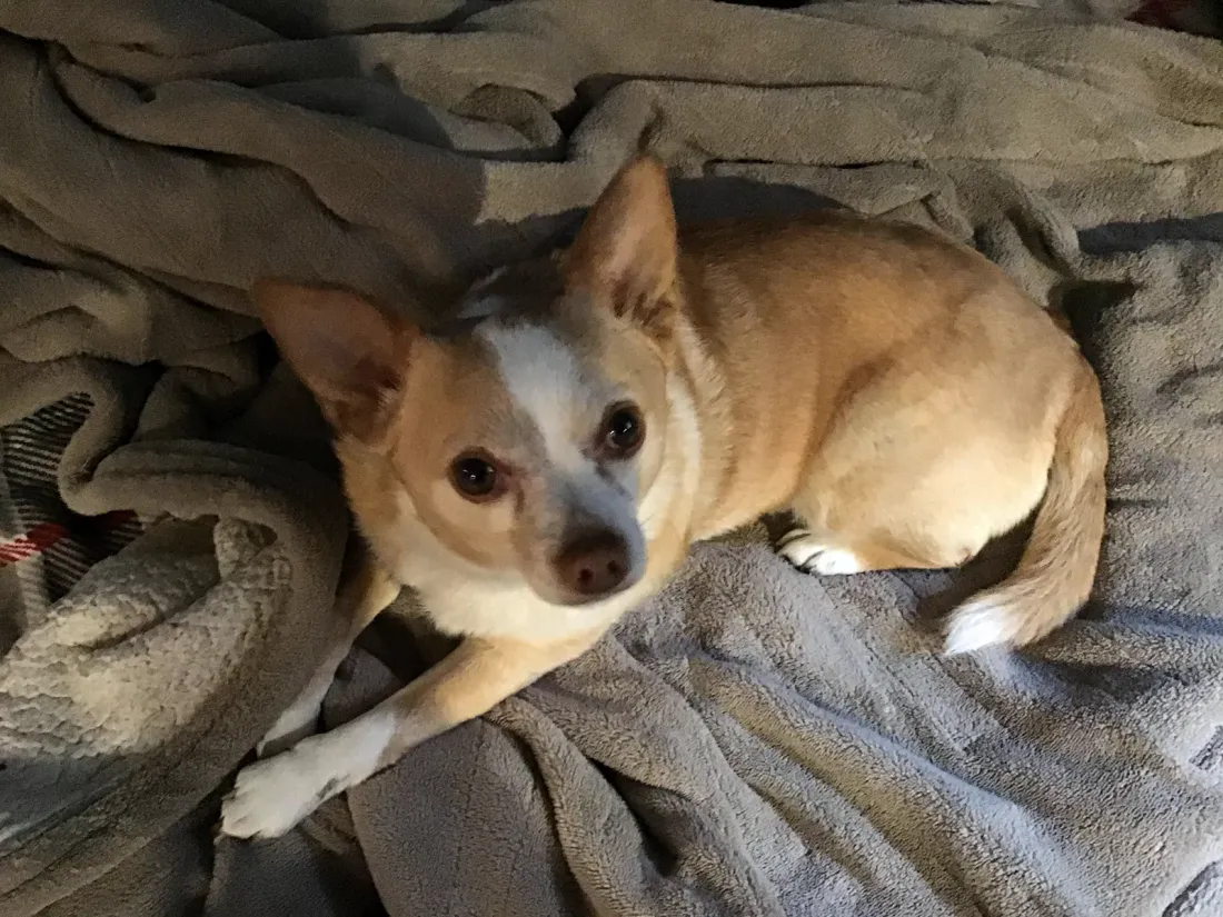 Tan Chihuahua resting under a blanket on its bed