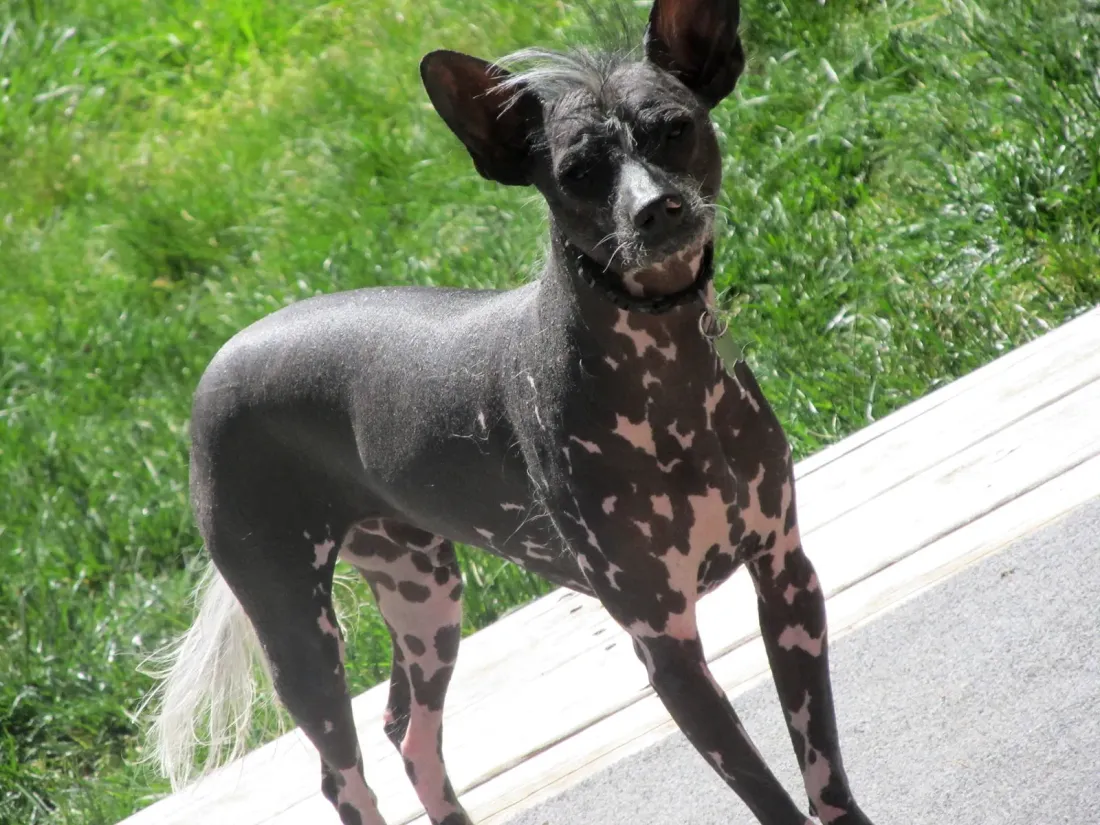 Hairless Chinese Crested Dog standing in side view