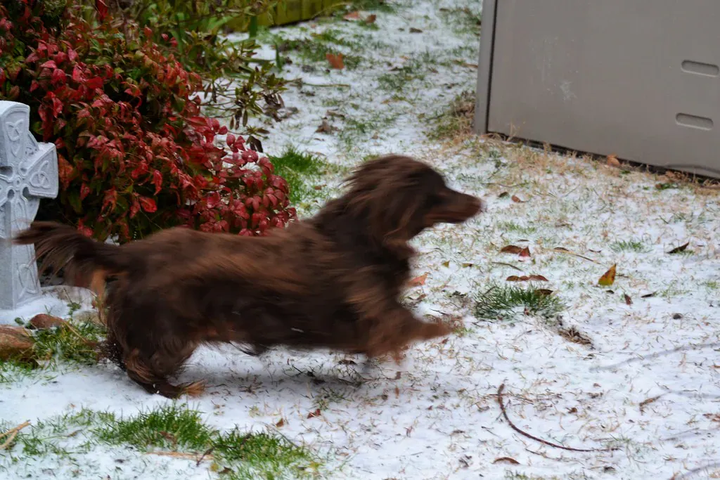 Long-haired chocolate Dachshund running in light snow, side view
