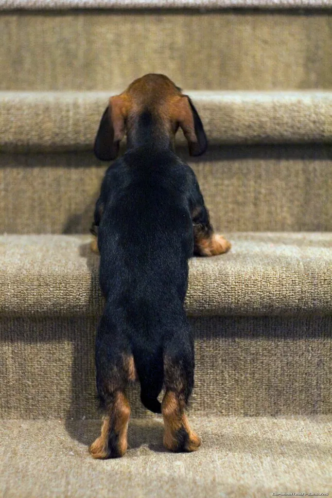 Black and tan Dachshund climbing indoor carpeted stairs, seen from behind
