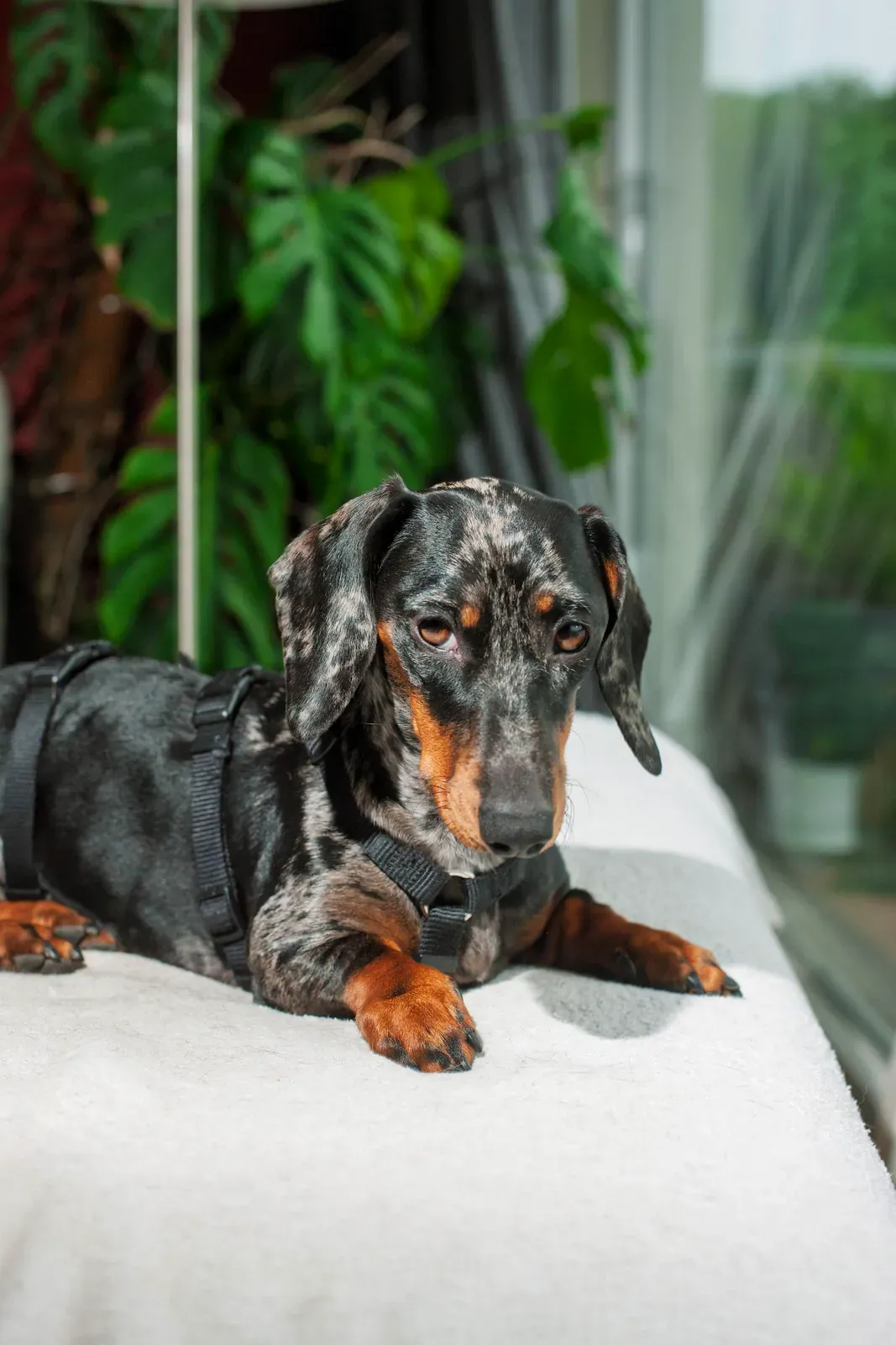 Dapple Dachshund with black and tan marks lying on a couch