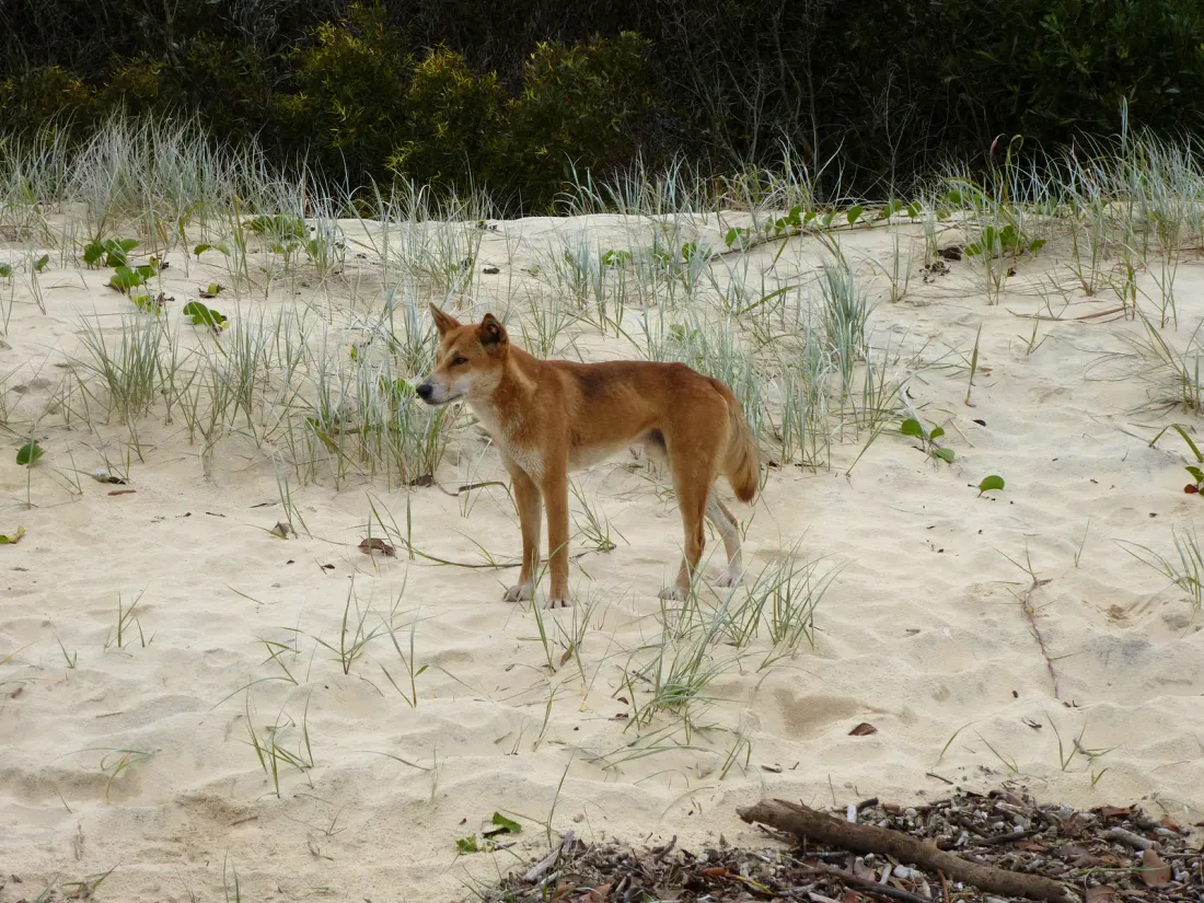 Dingo standing on sandy ground on Fraser Island, Australia