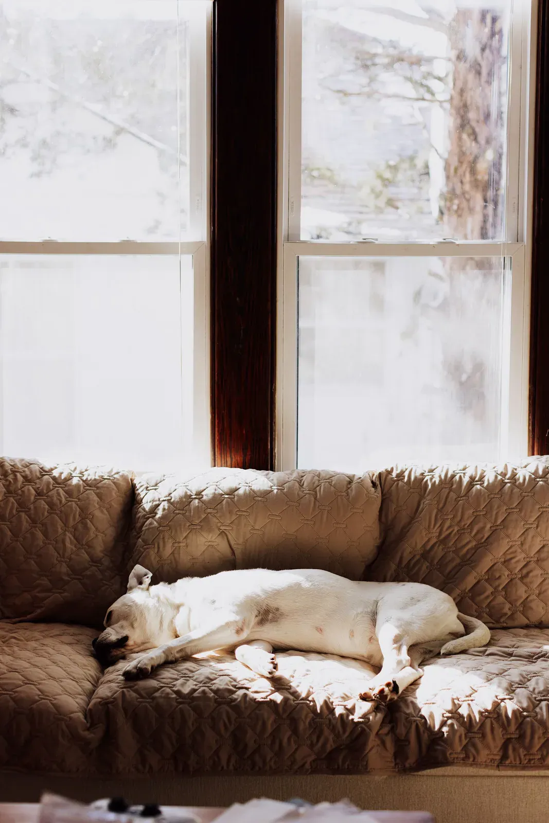 White dog asleep on a sofa by a bright window
