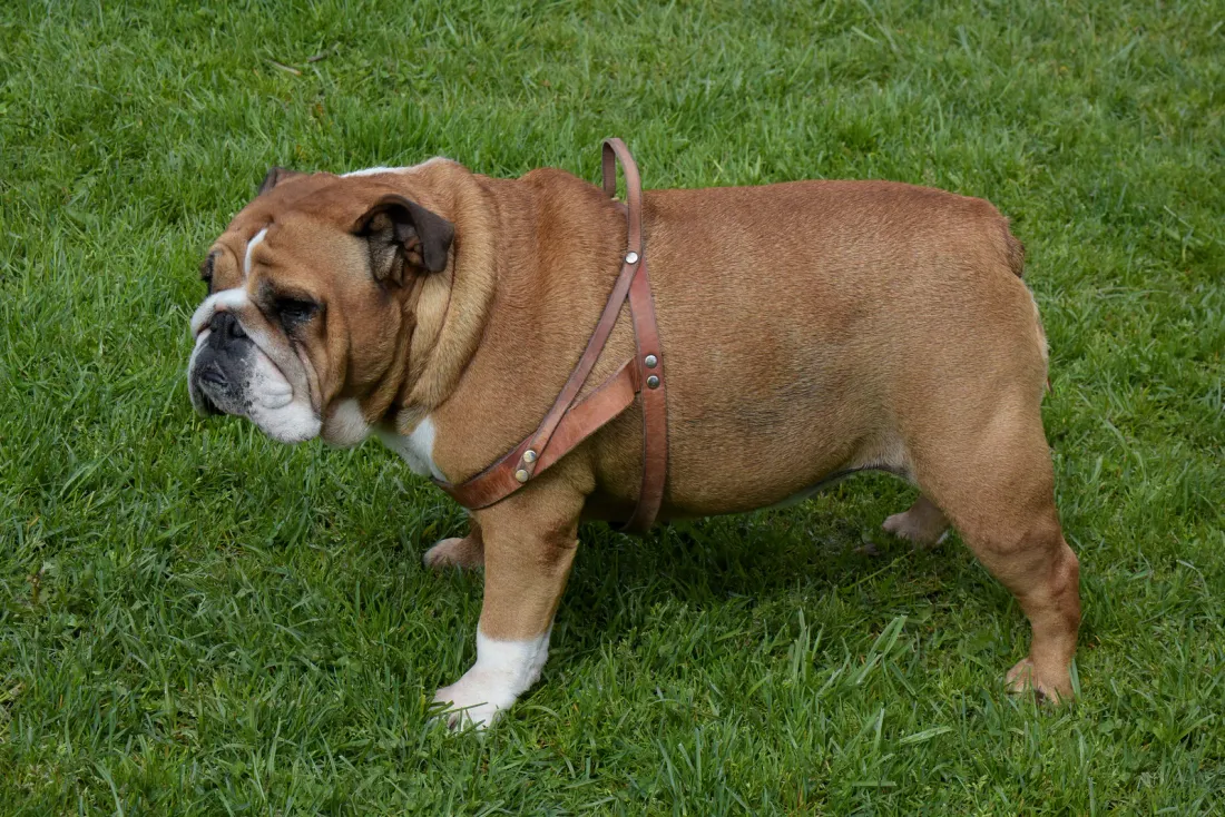 Fawn and white English Bulldog standing side-on on grass in a harness