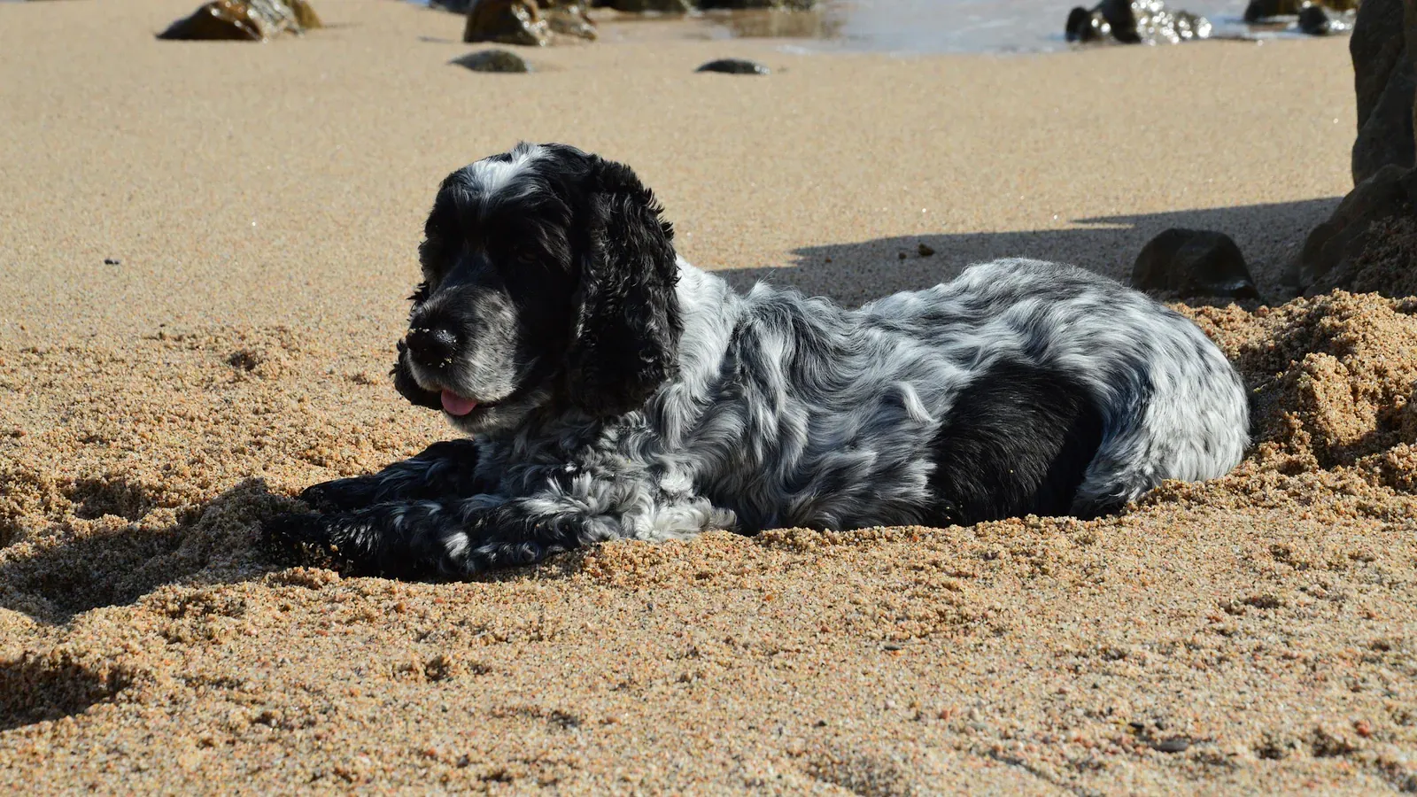 English Cocker Spaniel