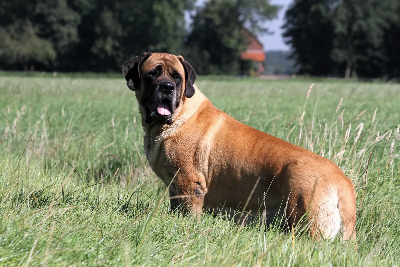 English Mastiff sitting on grass