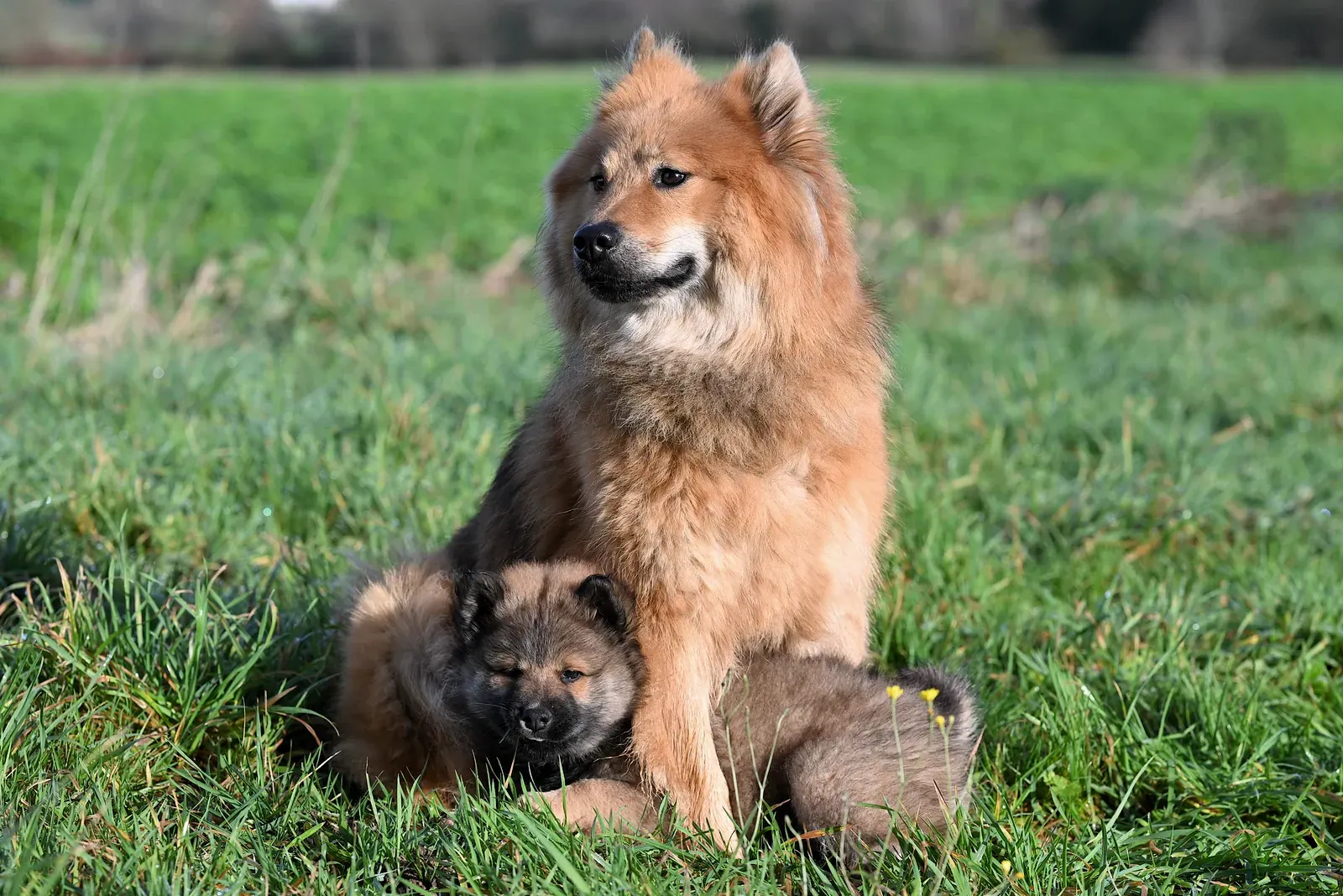 Eurasier