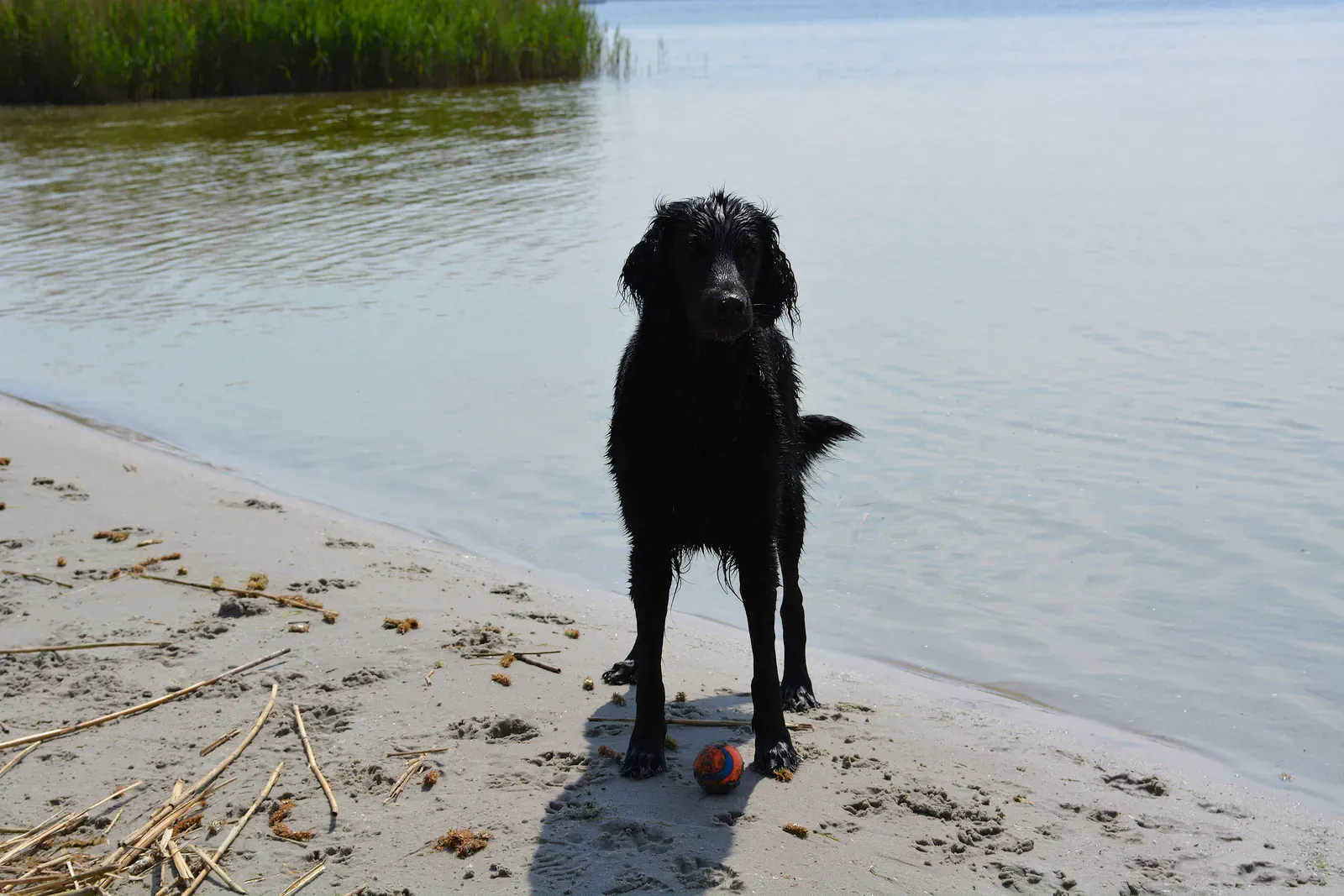 Flat-coated Retriever