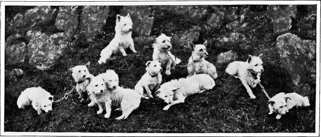 Group of white terriers, photograph from The New Book of the Dog, 1907
