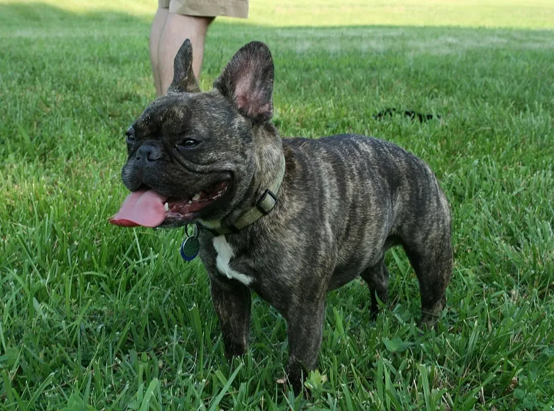 Brindle French Bulldog standing on grass