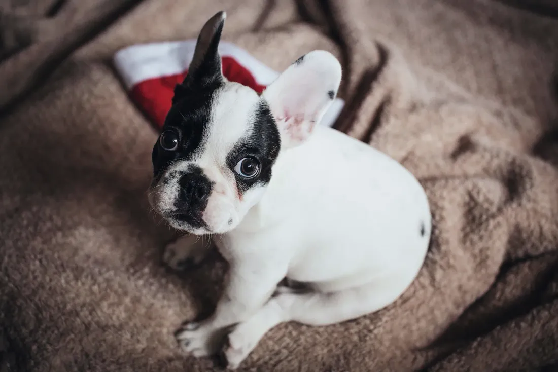 Young pied French Bulldog puppy playing with a red checked scarf on a blanket