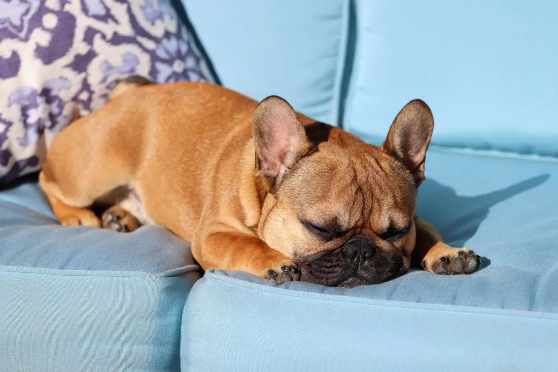Fawn French Bulldog asleep on a blue sofa
