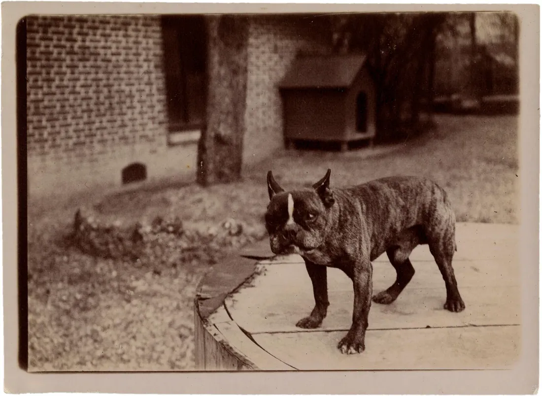 Early brindle French Bulldog standing on a stone step in an old sepia photograph