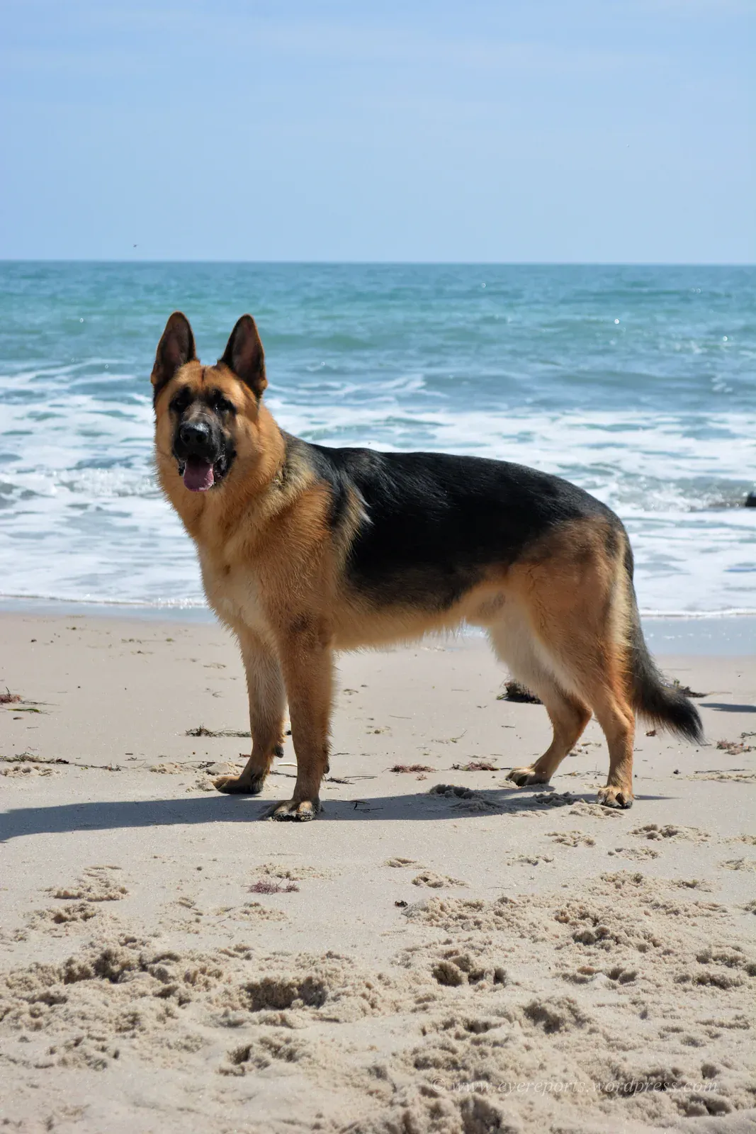 Adult male German Shepherd standing on a beach