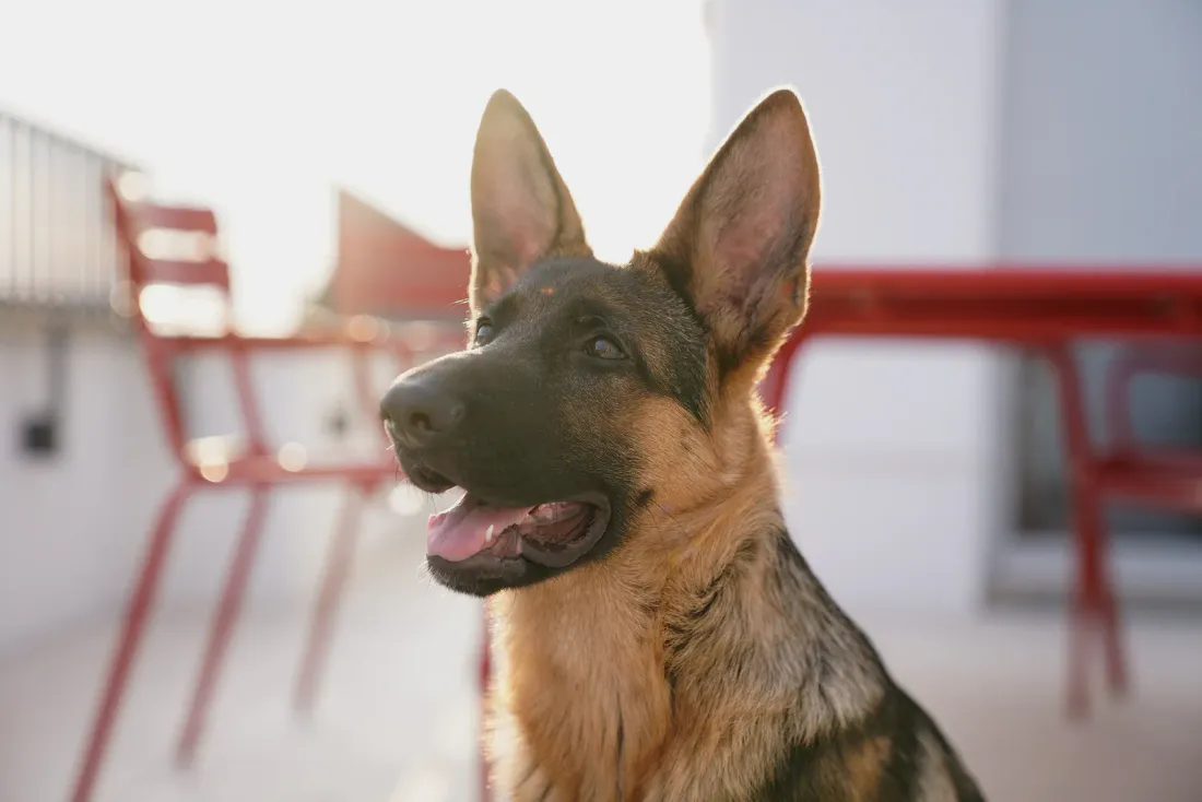 Young German Shepherd at home