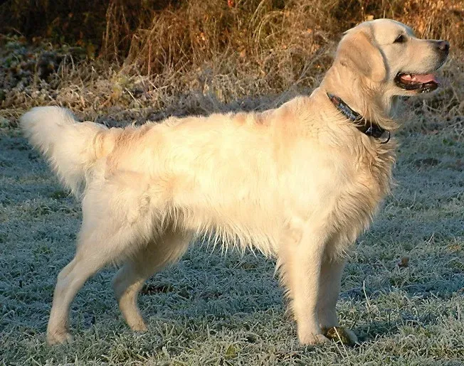 Adult Golden Retriever standing side-on on frosty grass
