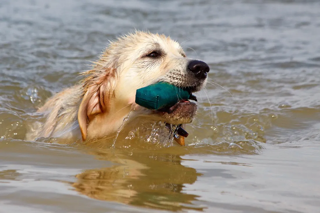 Golden Retriever swimming with a green dummy in its mouth