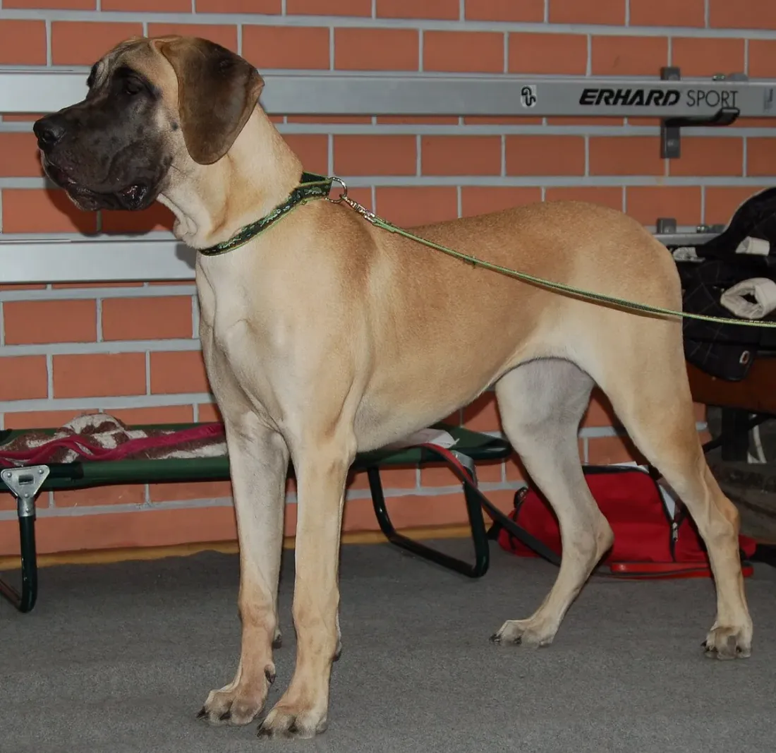 Fawn Great Dane standing at a dog show
