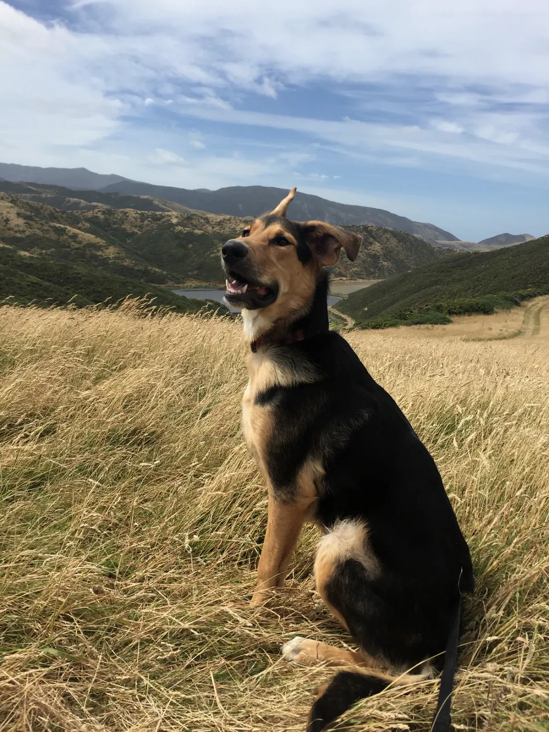 Young New Zealand Huntaway sitting in high-country grass