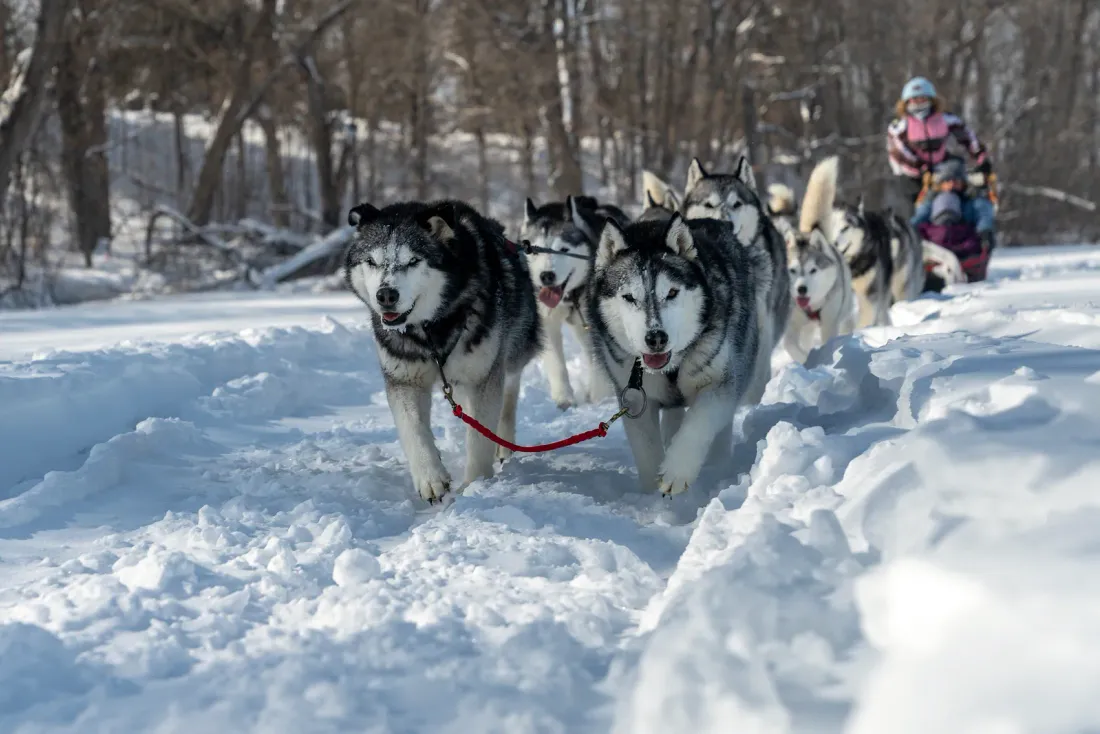 Siberian Husky team pulling a sled through deep snow