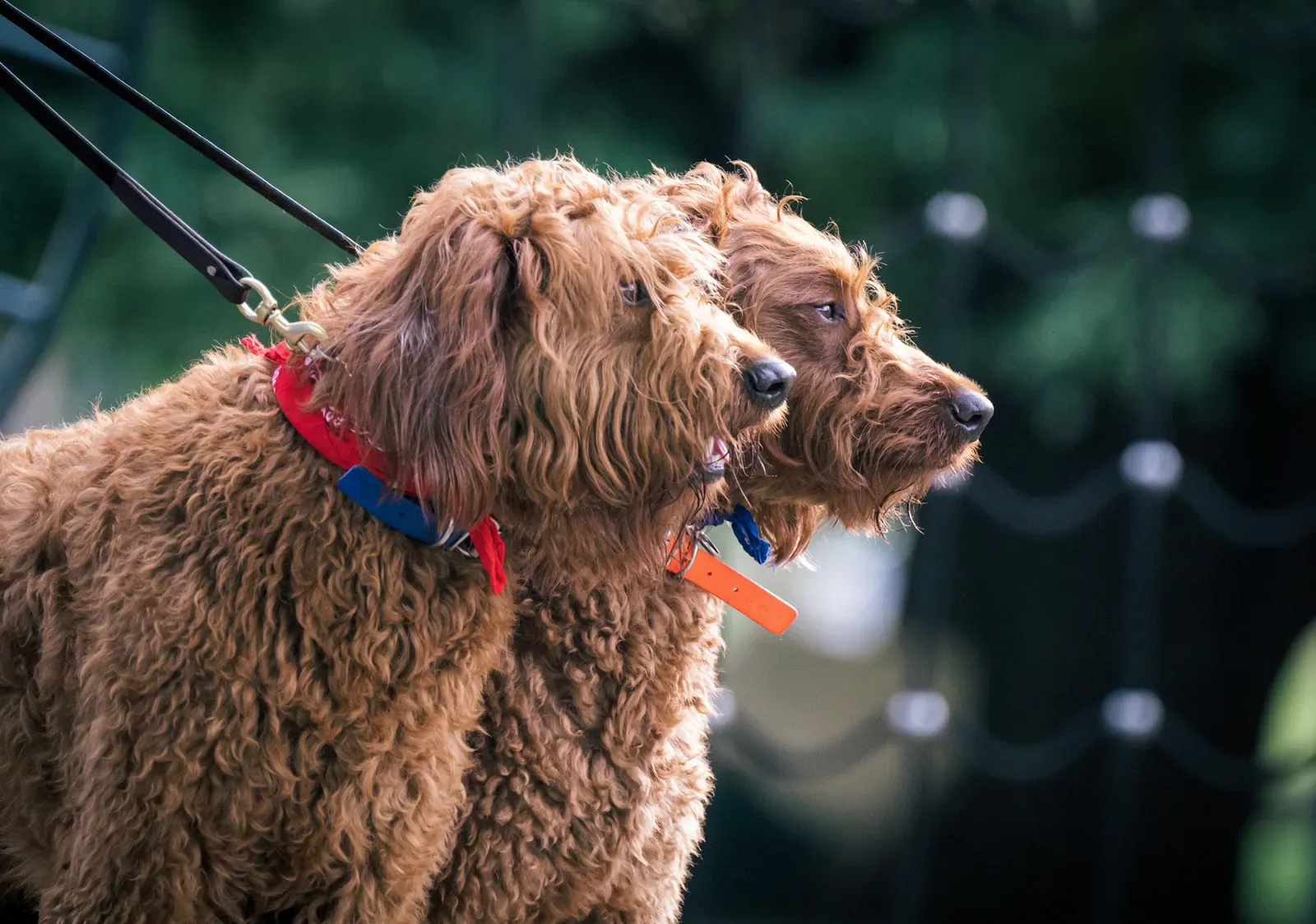 Labradoodle