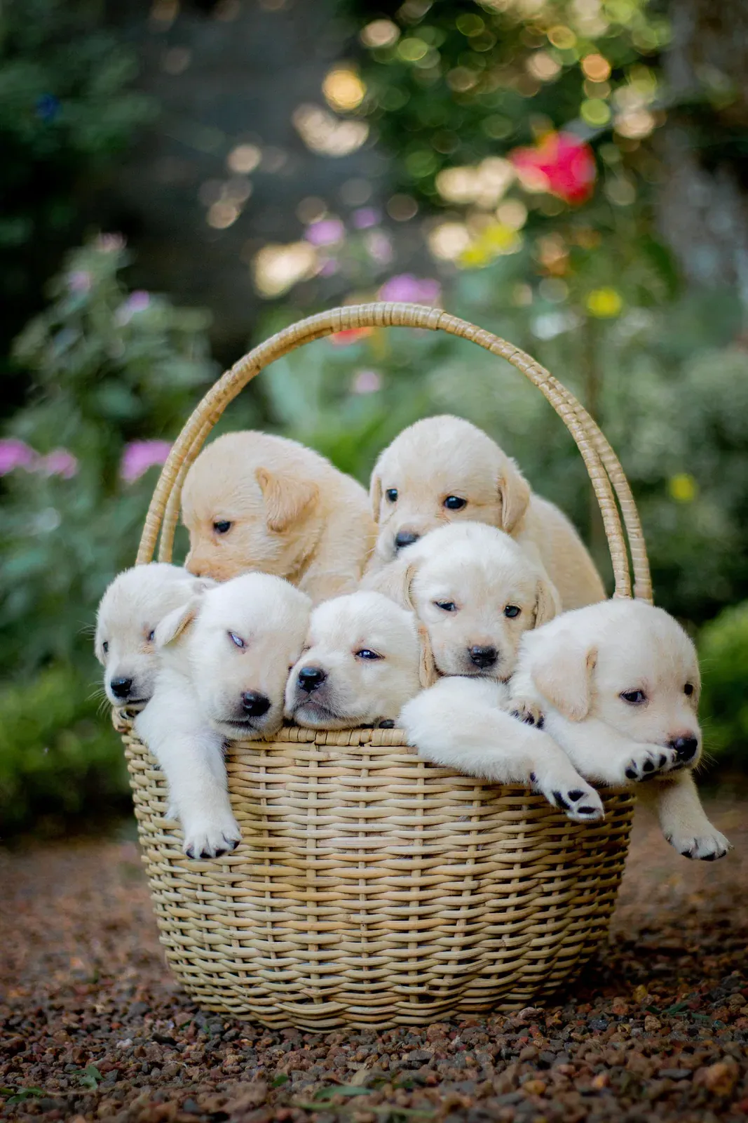 Litter of yellow Labrador puppies in a wicker basket
