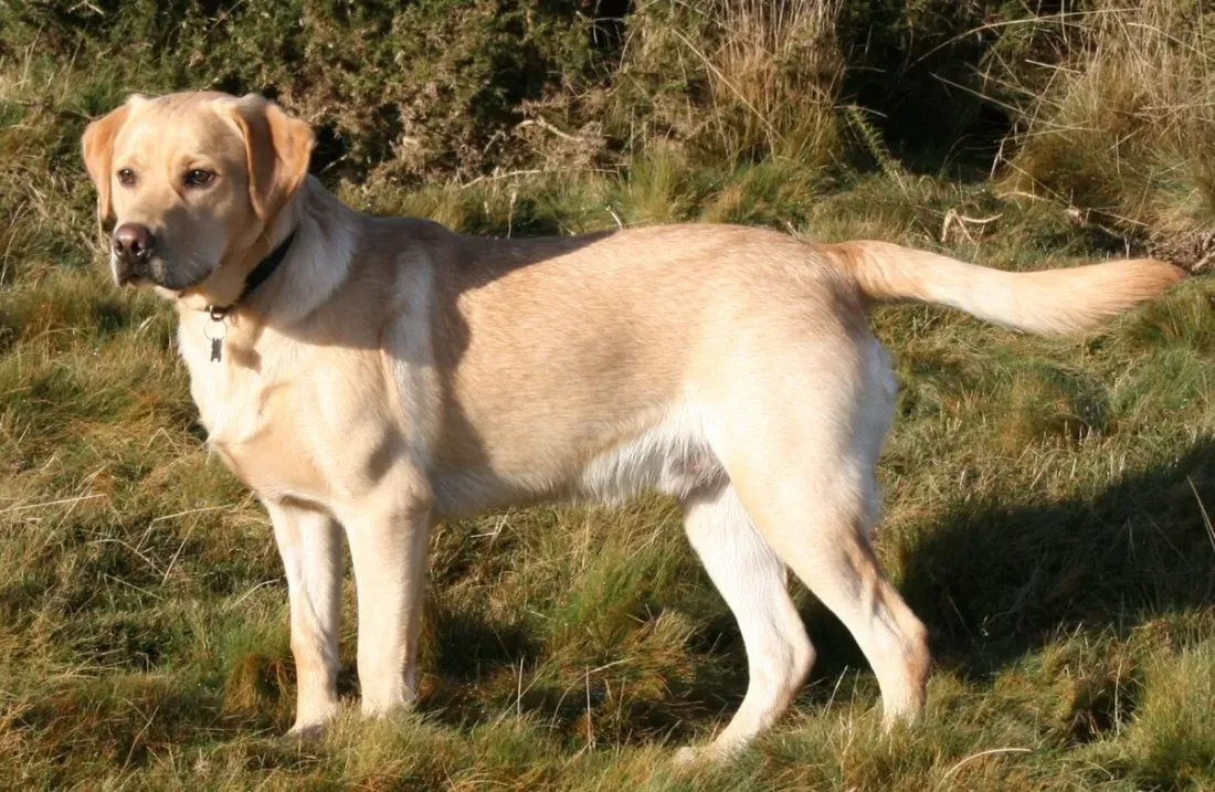 Yellow Labrador Retriever standing in dry grass