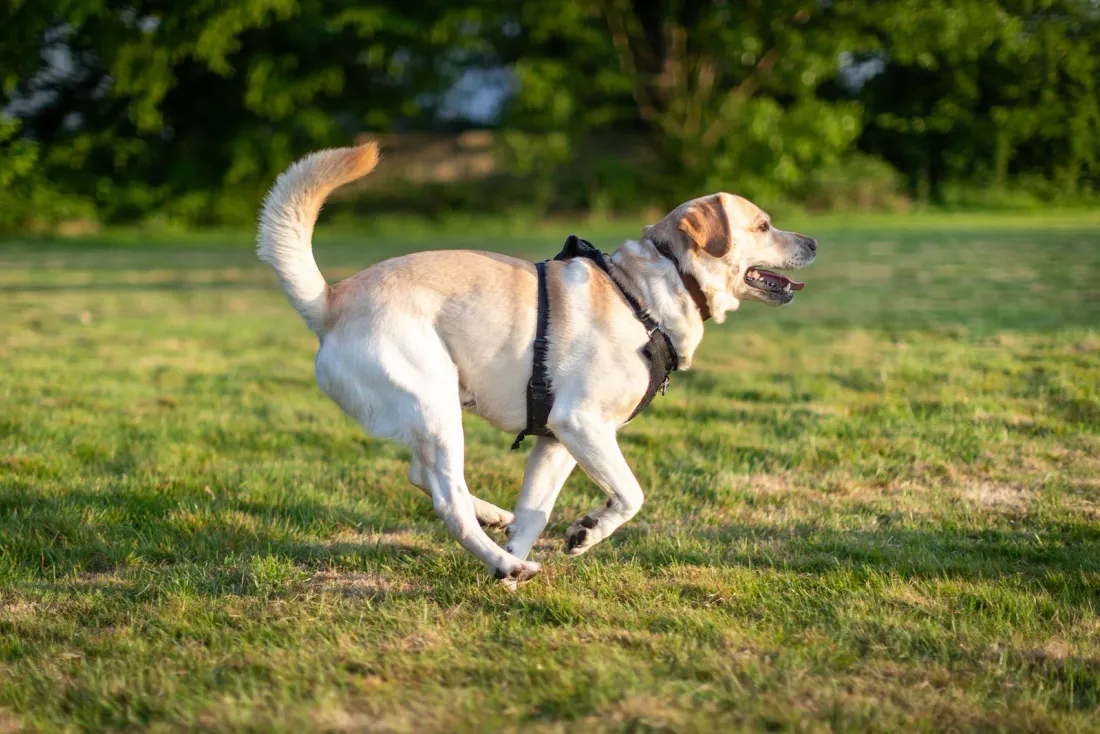 Lean yellow Labrador running across grass in a harness